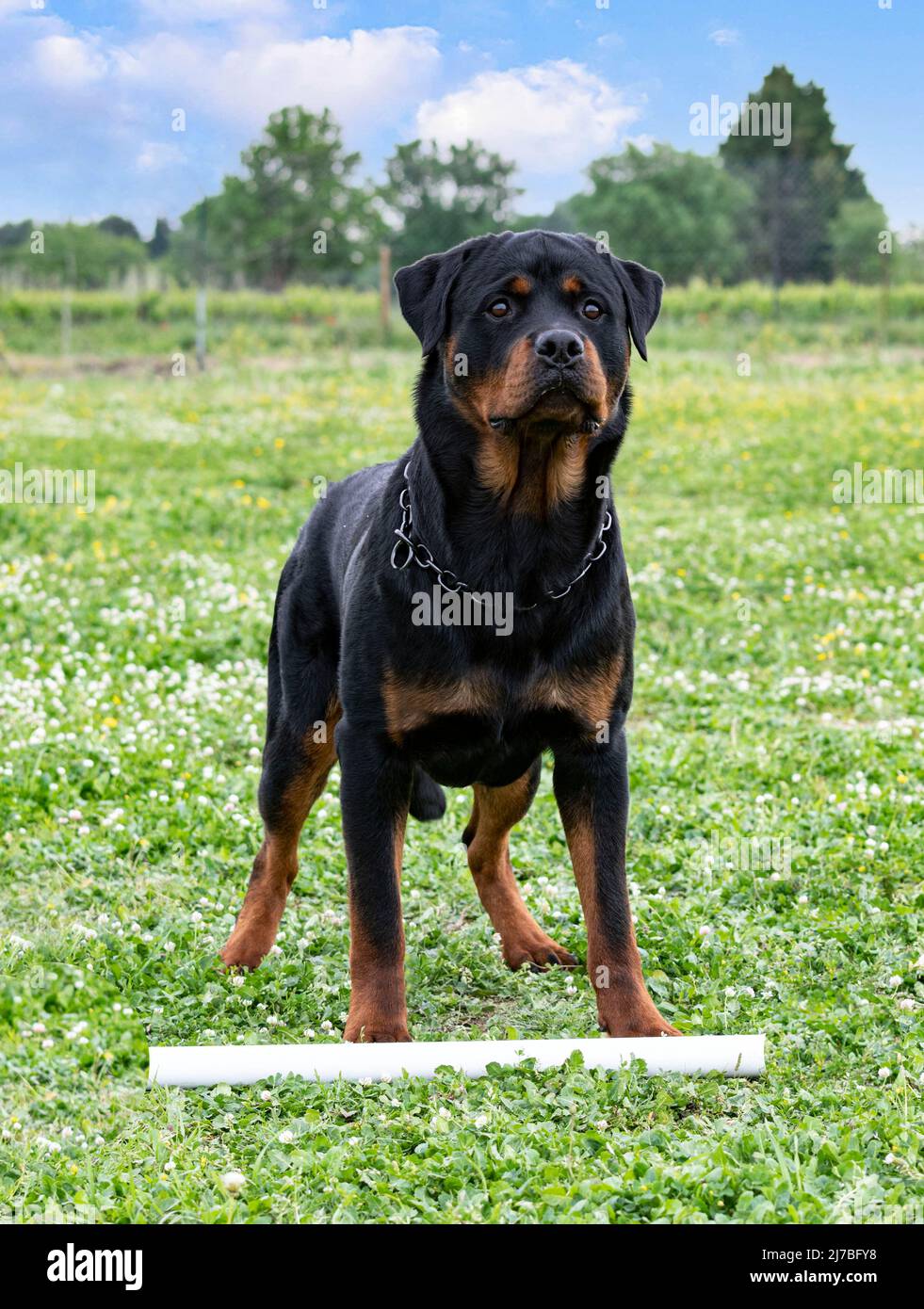 young rottweiler training for protection sport and police Stock Photo