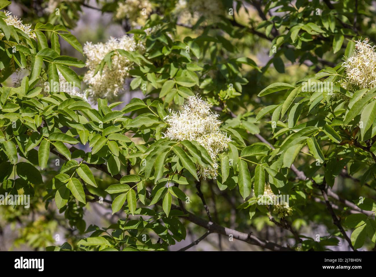 The flowers of Fraxinus ornus, the manna ash Stock Photo