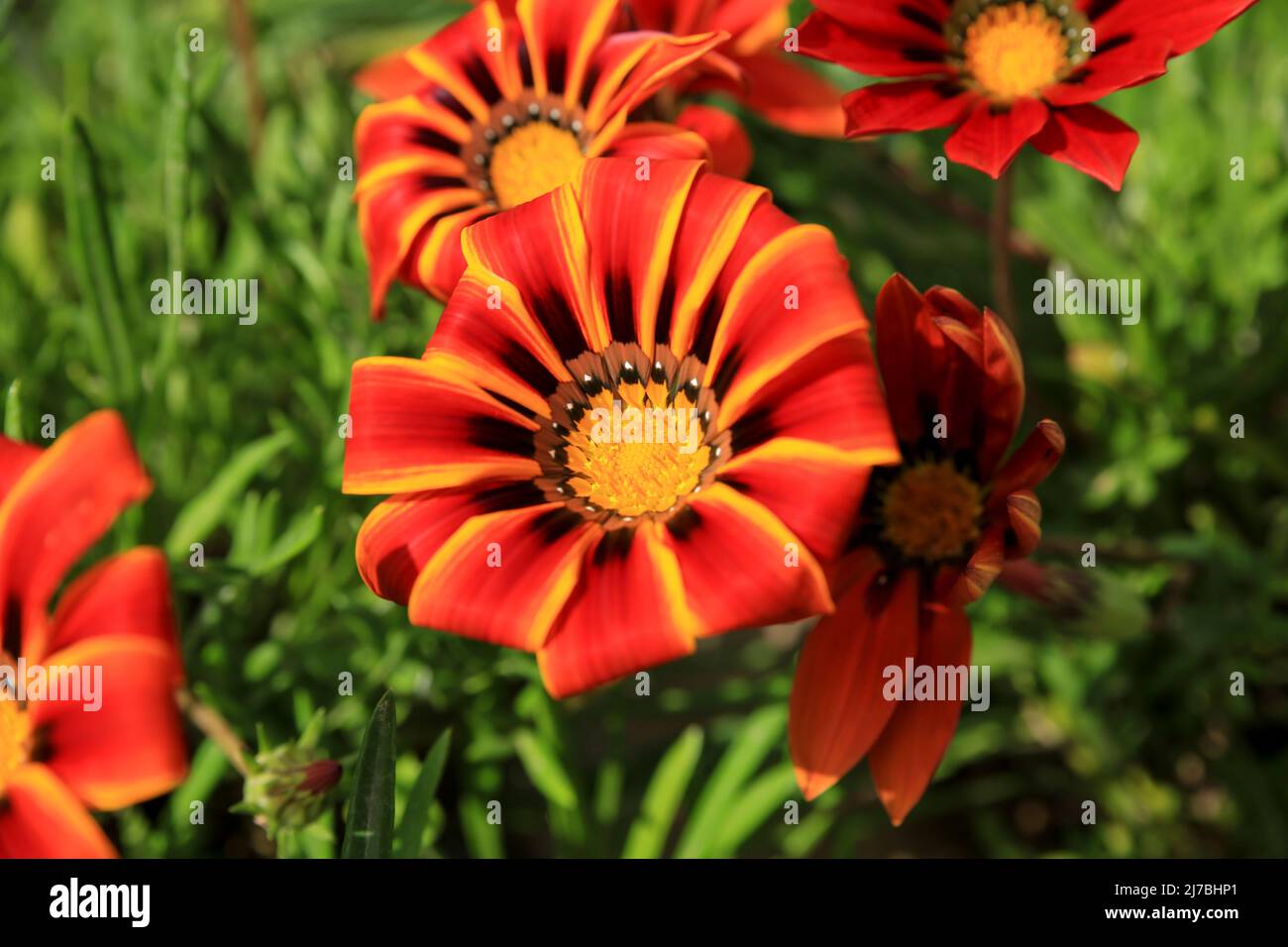 Colorful red, yellow and orange Gazania Linearis Flowers in the garden in Spring Stock Photo