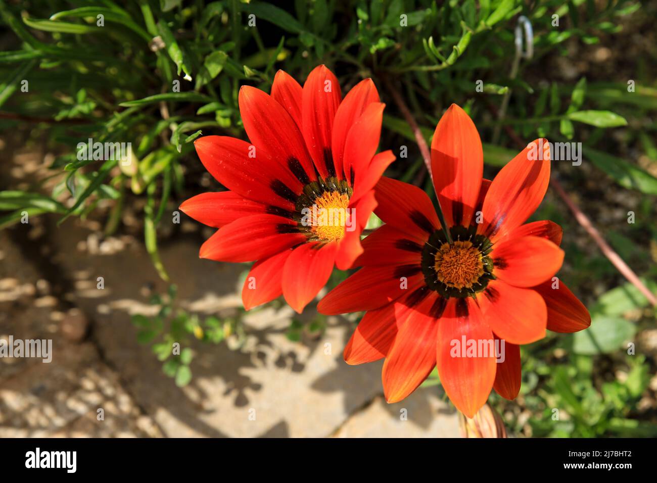 Colorful red Gazania Linearis Flowers in the garden in Spring Stock Photo