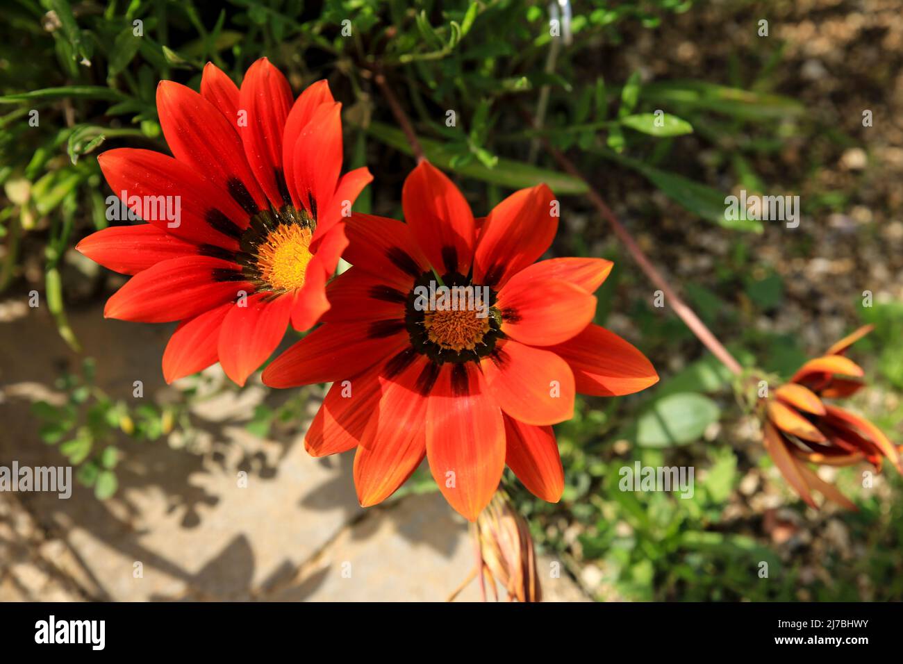 Colorful red Gazania Linearis Flowers in the garden in Spring Stock Photo