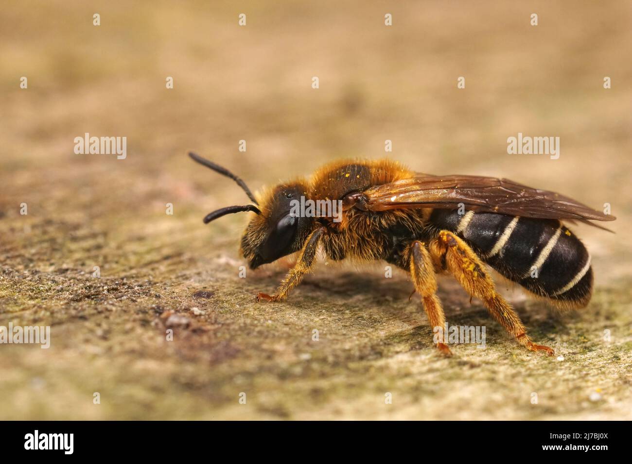 Closeup on a female Orange legged furrow bee, Halictus rubicundus sitting on a piece of wood in the field Stock Photo