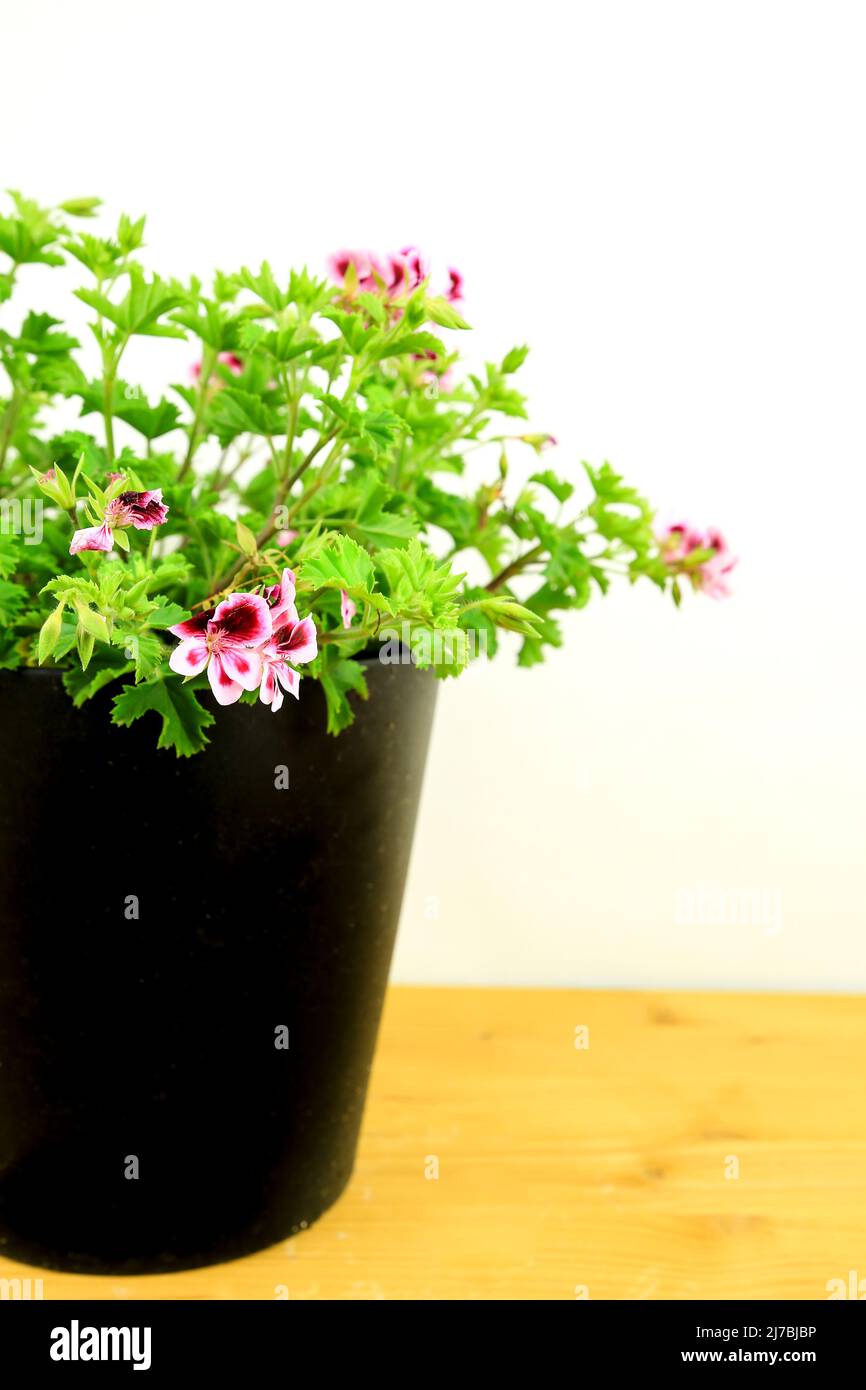 Beautiful and Scented Geranium Pelargonium Crispum plant on white