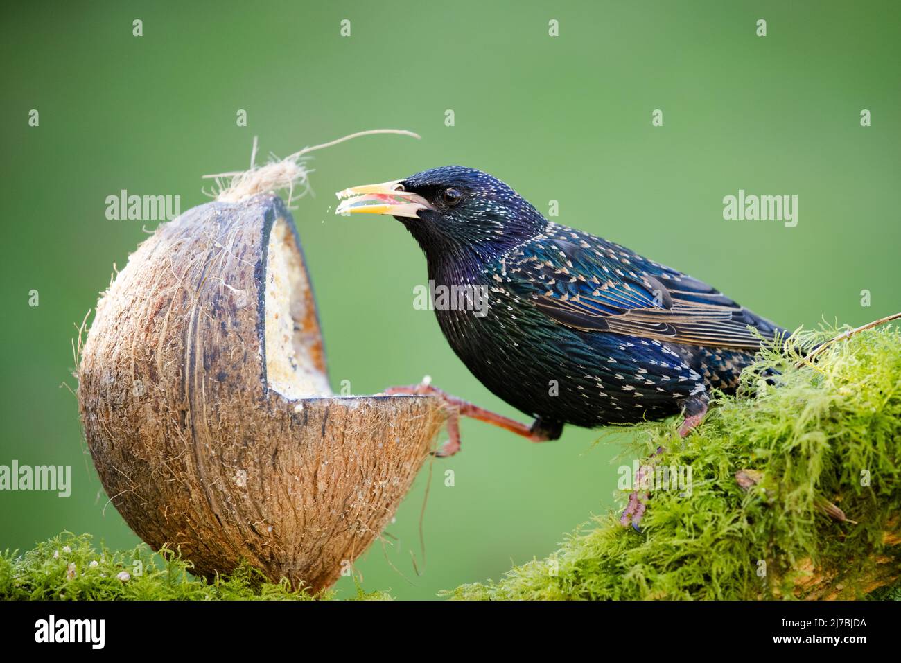 Starling [ Sturnus vulgaris ] feeding from seed filled coconut shell Stock Photo
