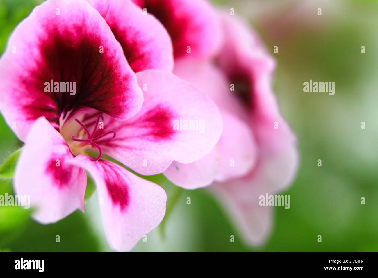 Beautiful and Scented Geranium Pelargonium Crispum flower. Macro