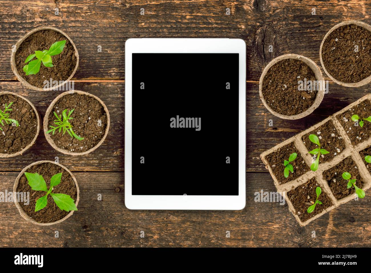 Potted flower seedlings in biodegradable peat moss pots. Top view of