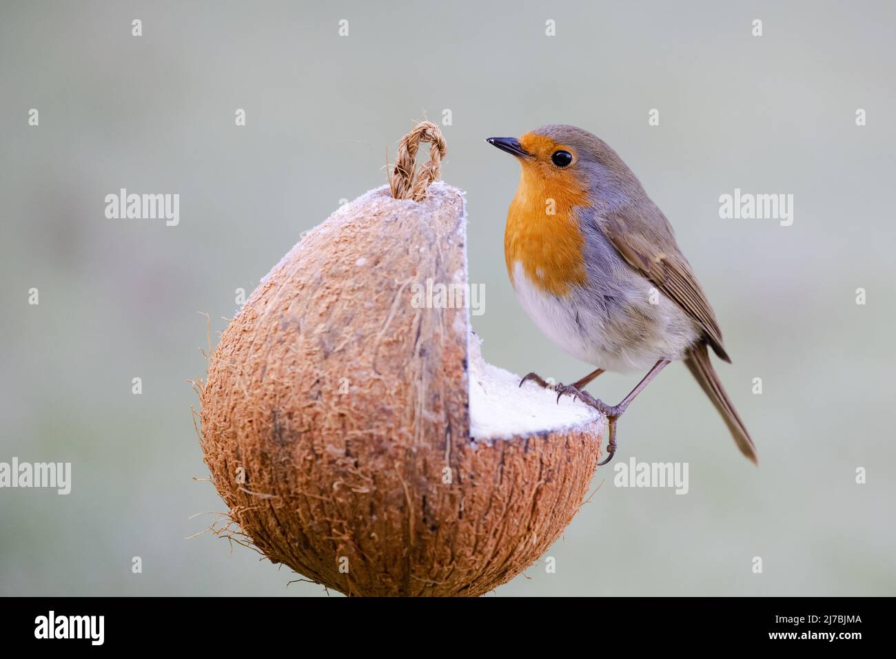 Robin [ Erithacus rubecula ] feeding from seed filled coconut shell Stock Photo