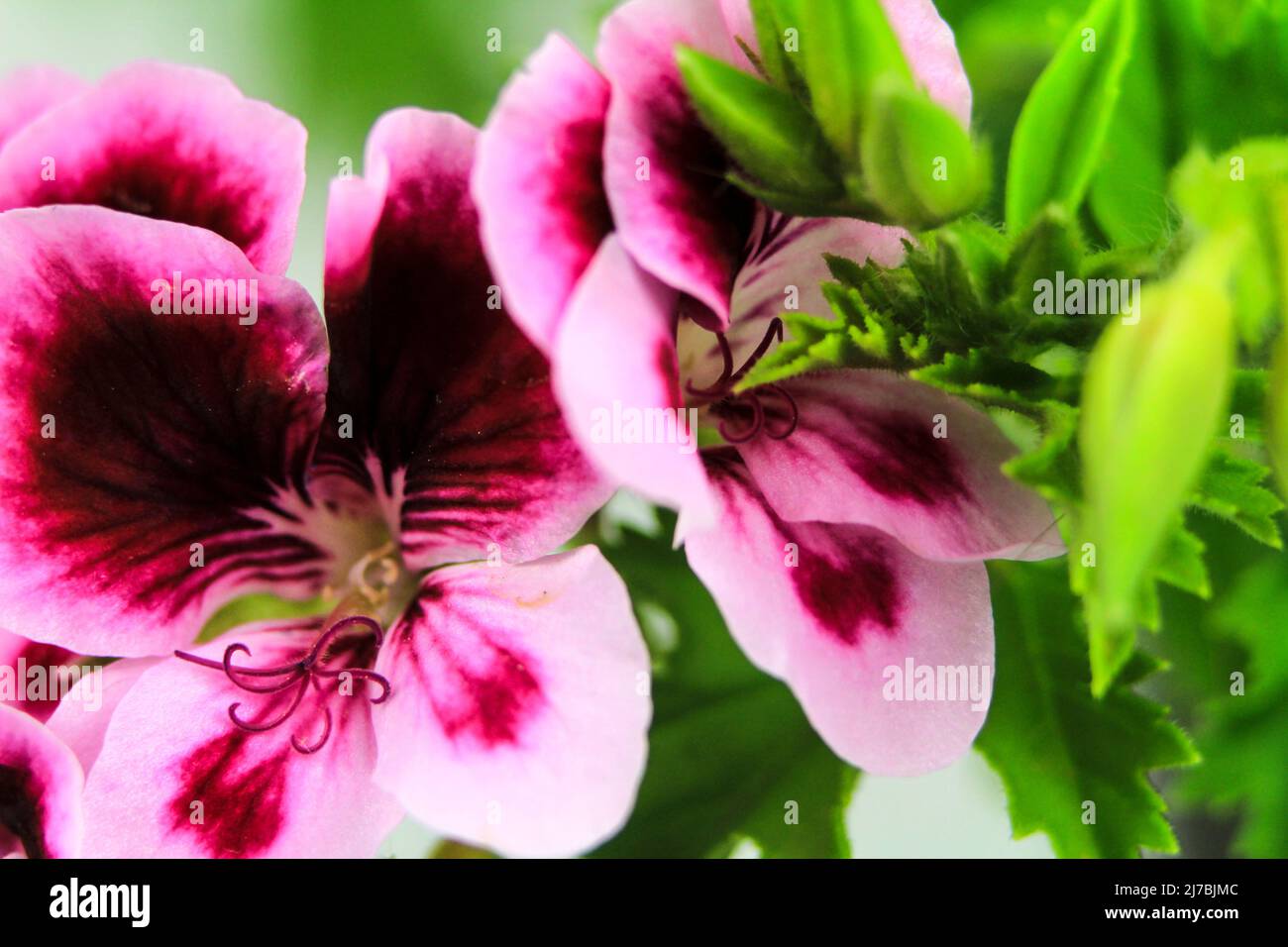 Beautiful and Scented Geranium Pelargonium Crispum flower. Macro
