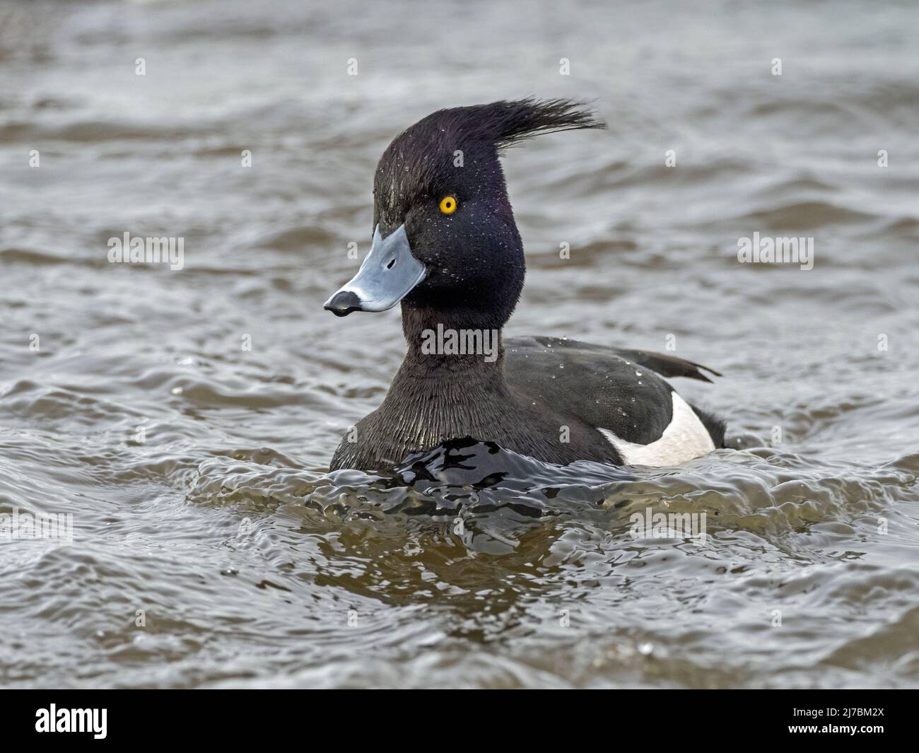 Male Tufted Duck (Aythya fuligula) with crest blowing in strong wind, Welney WWT, Norfolk Stock Photo