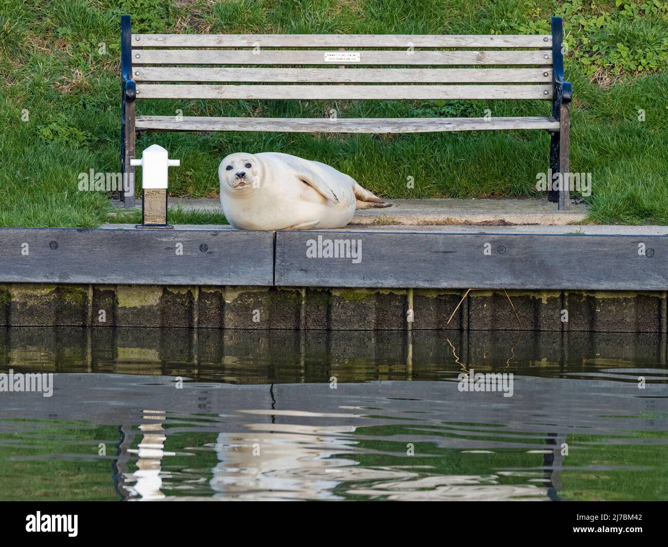 Common Seal (Phoca vitulina) resting on bank of the River Great Ouse (15 miles from the sea), Norfolk Stock Photo