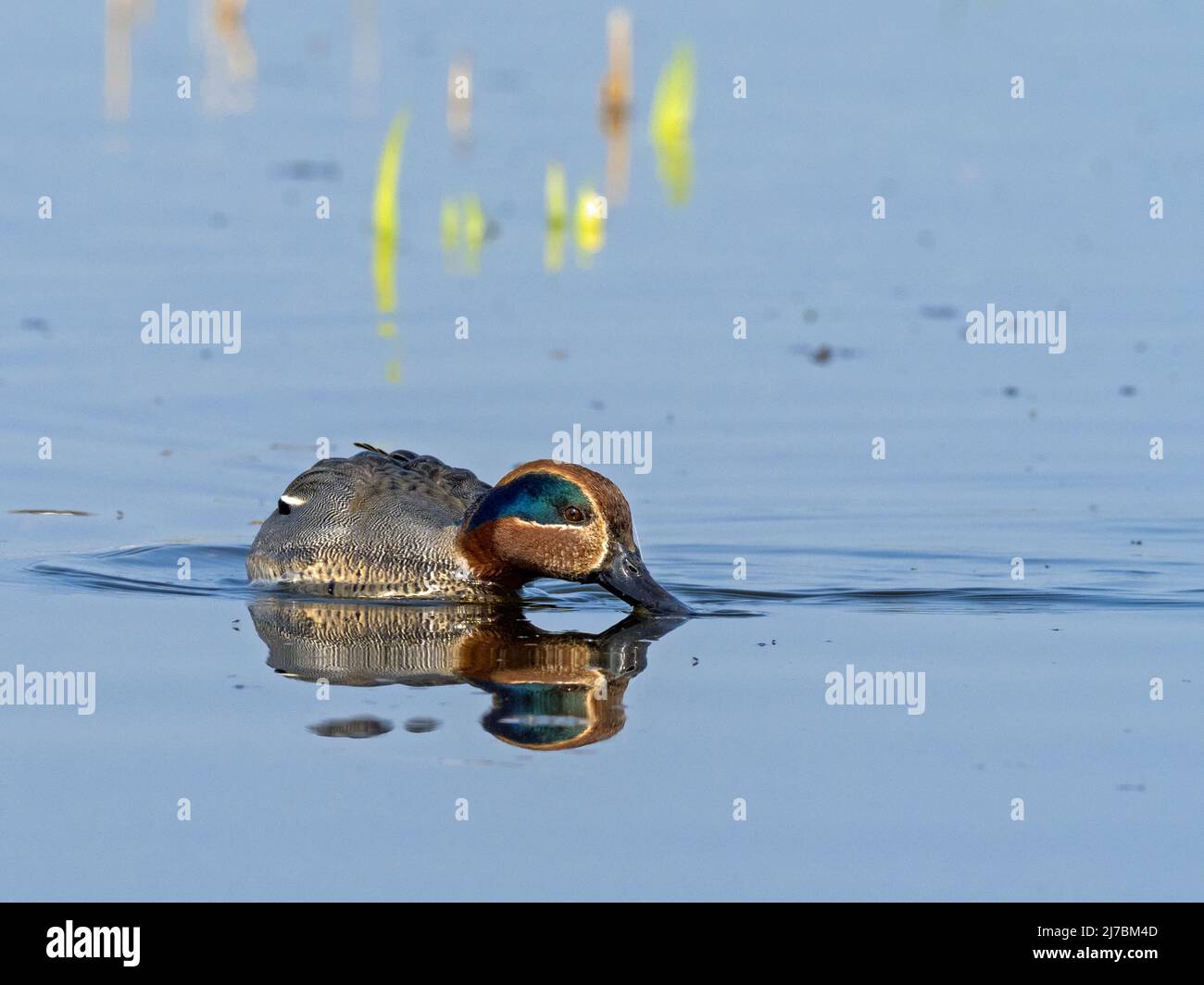 Male Teal (Anas crecca) dabbling, Norfolk, England Stock Photo