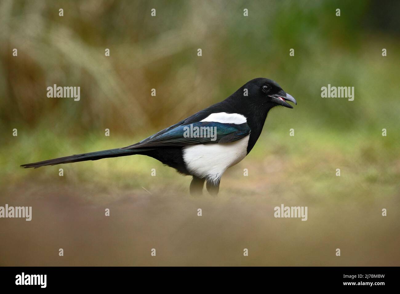 Magpie Definition European Magpie or Common Magpie, Pica pica, black and white bird with ...