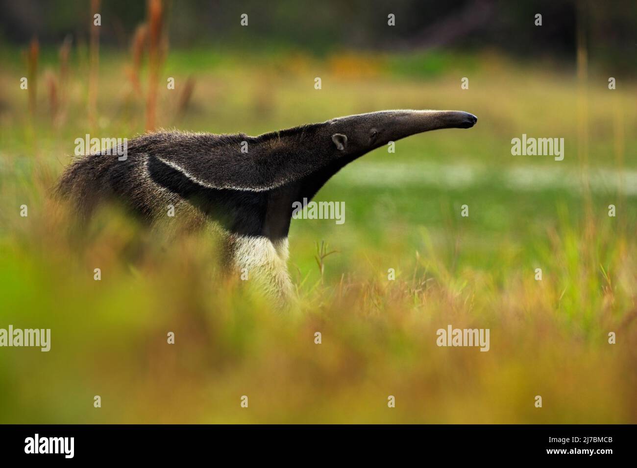 Giant Anteater, Myrmecophaga tridactyla, animal in nature habitat with long tail and very log nose, Pantanal, Brazil Stock Photo
