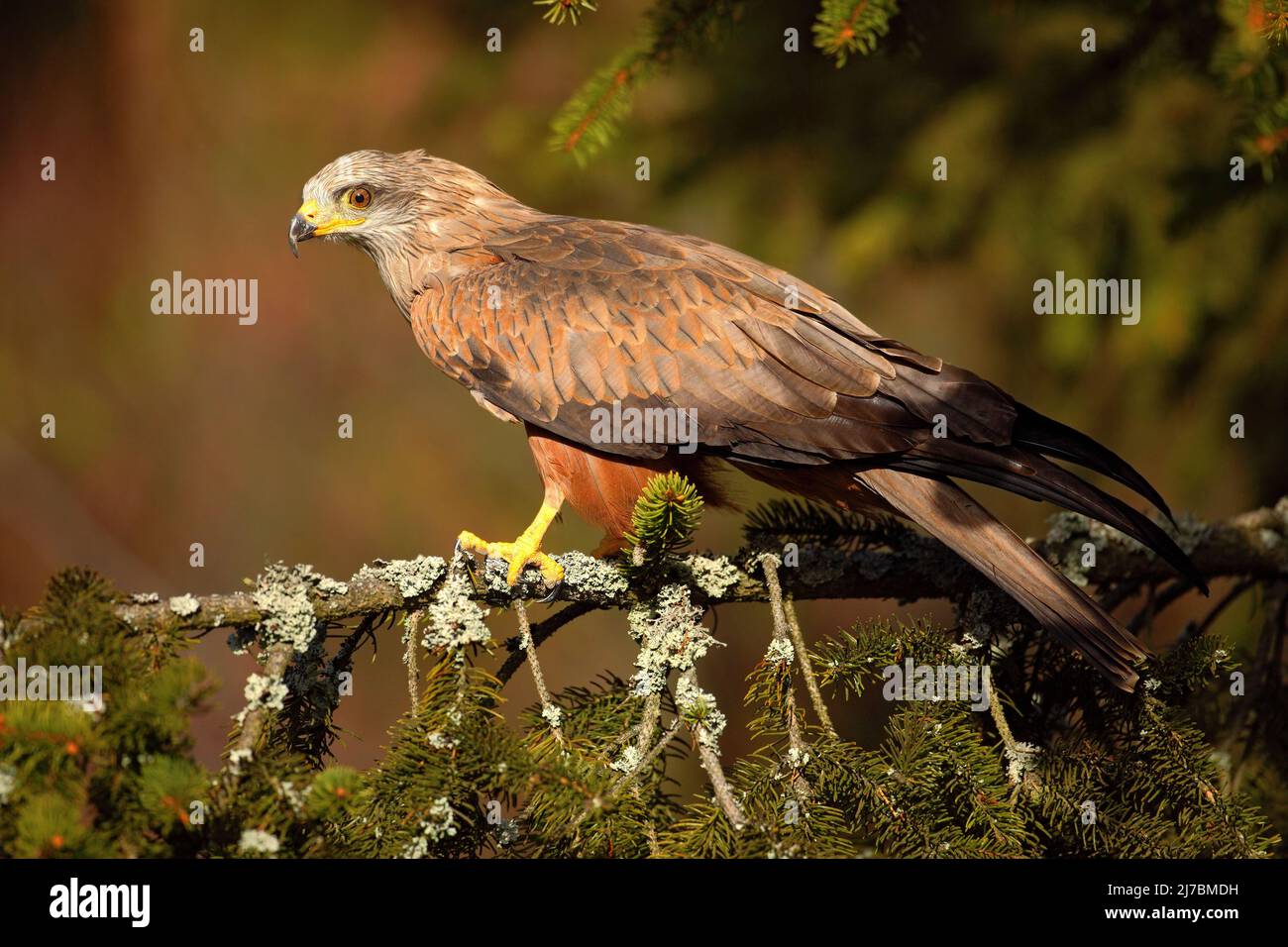 Black Kite, Milvus migrans, brown bird of prey sitting larch tree
