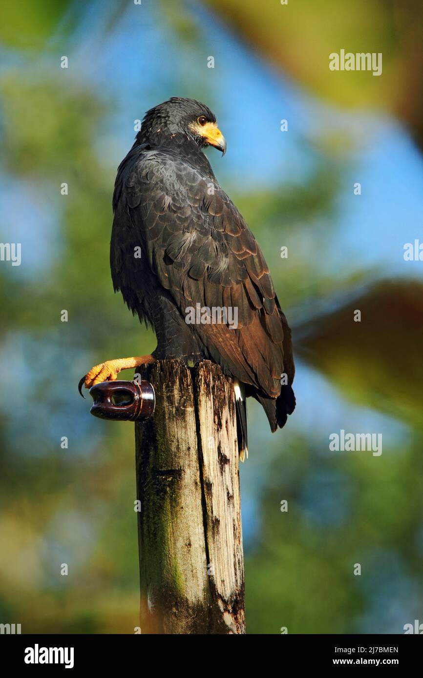 Zone-tailed Hawk, Buteo albonotatua, birds of prey sitting on the