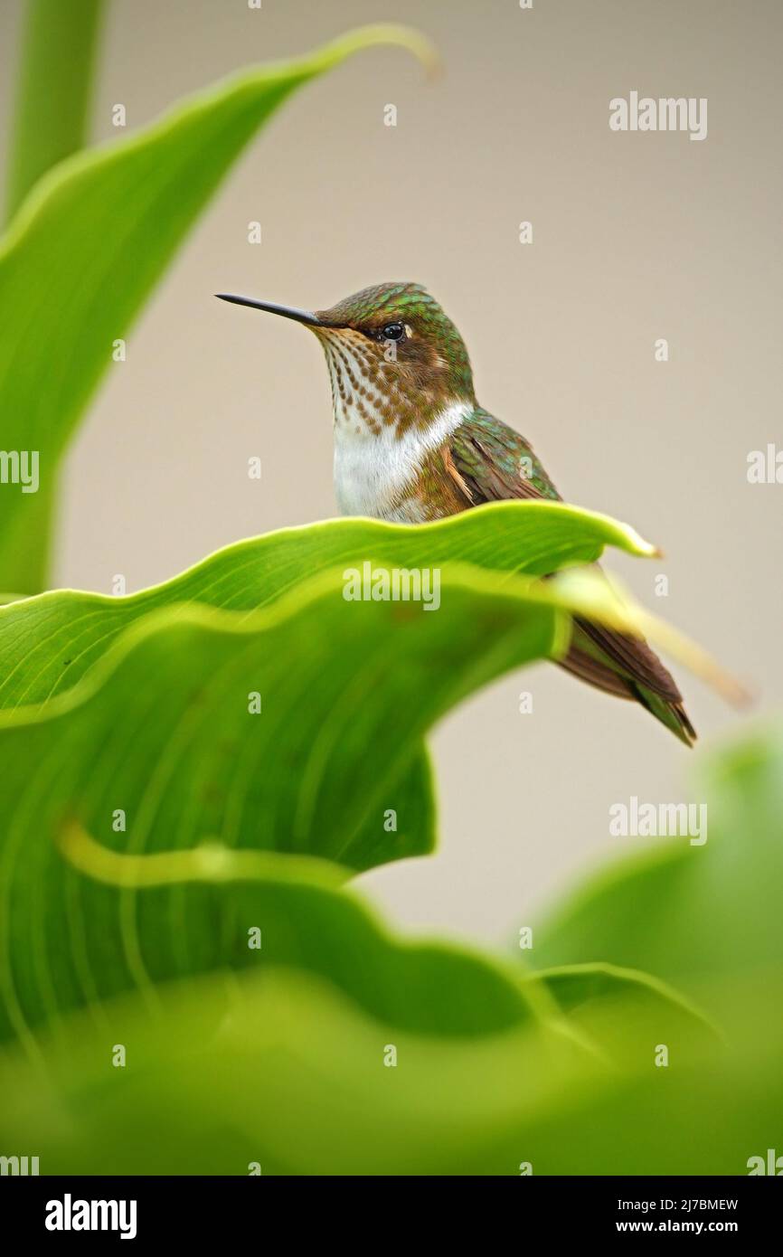 Volcano Hummingbird, Selasphorus flammula, small bird in the green leaves, Costa Rica Stock Photo