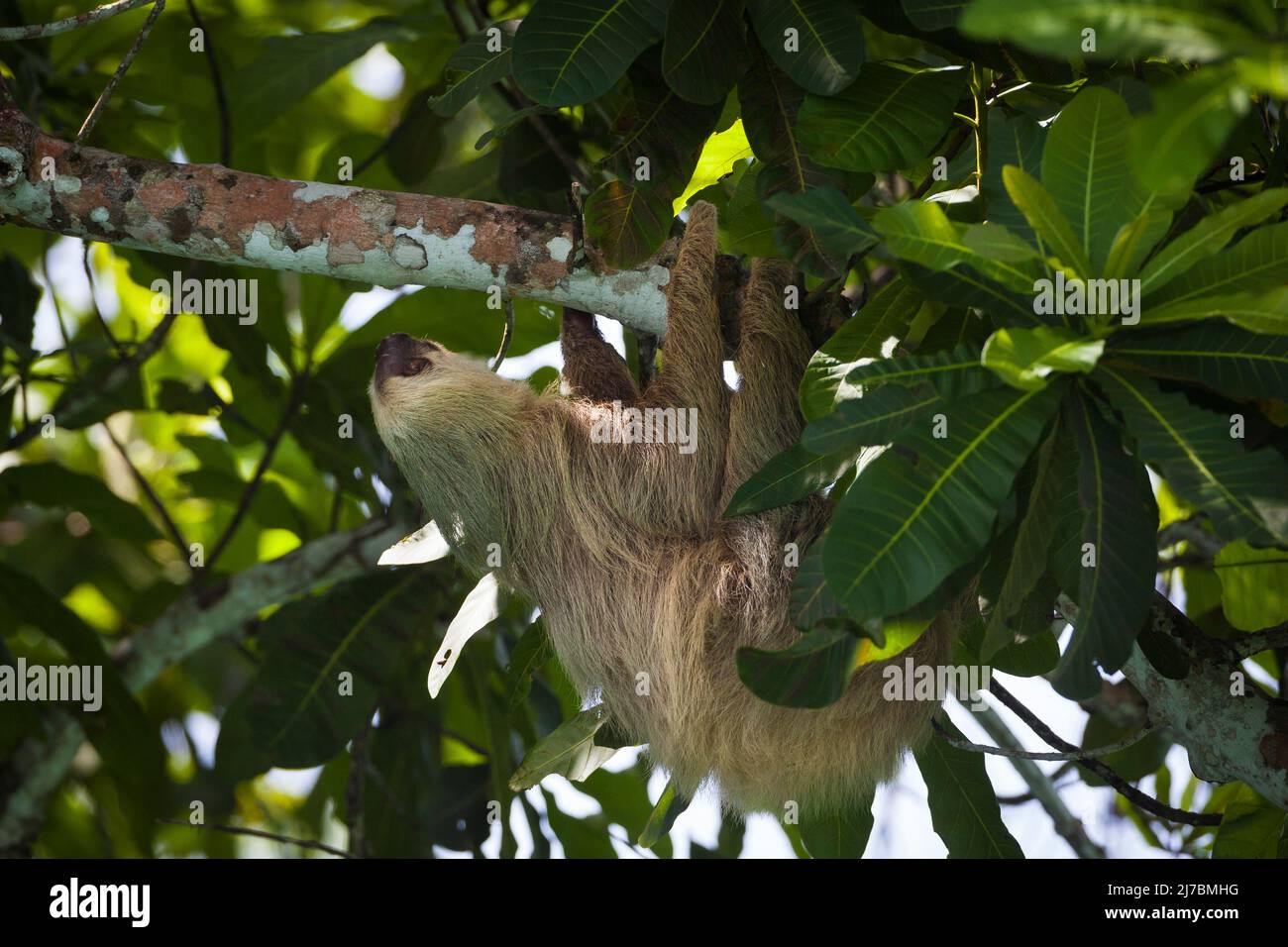 Panama wildllife with a two-toed sloth, Choloepus hoffmanni, in the rainforest of Soberania national park, Colon province, Republic of Panama. Stock Photo