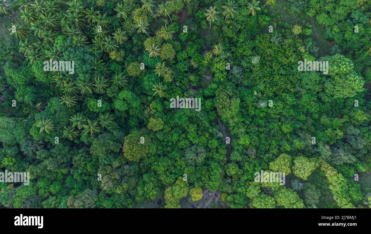 View from the top of the tropical forest Stock Photo
