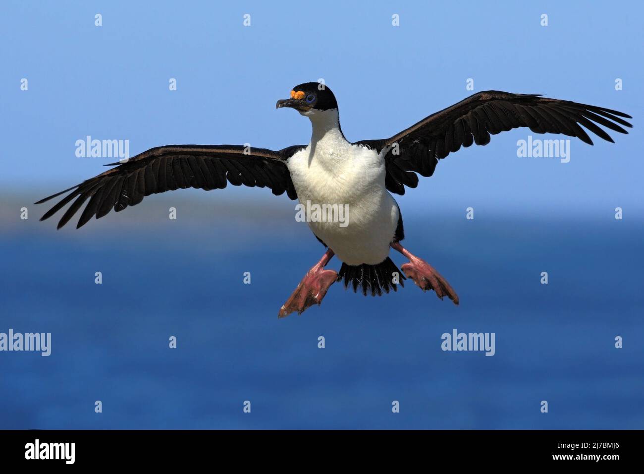 Imperial Shag, Phalacrocorax atriceps, cormorant in flight, dark blue sea and sky, Falkland Islands Stock Photo