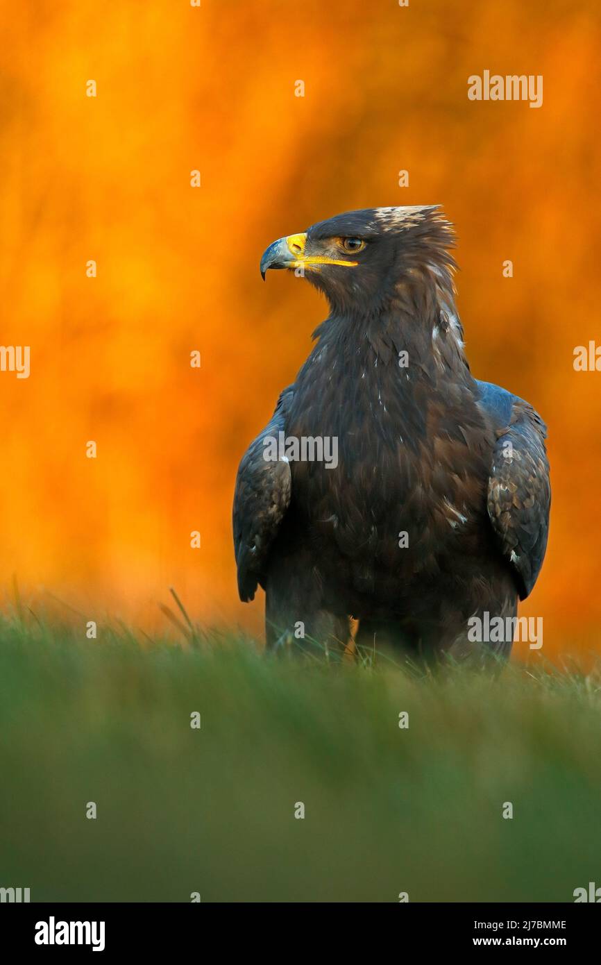 Birds of Prey on the Meadow with Autumn Forest in the Background