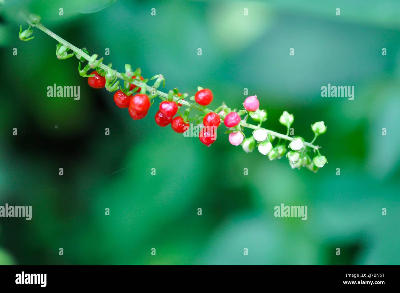 Rivina humilis L, PHYTOLACCACEAE or  Rough or  Blood Berry  or Coral Berry Plant Stock Photo