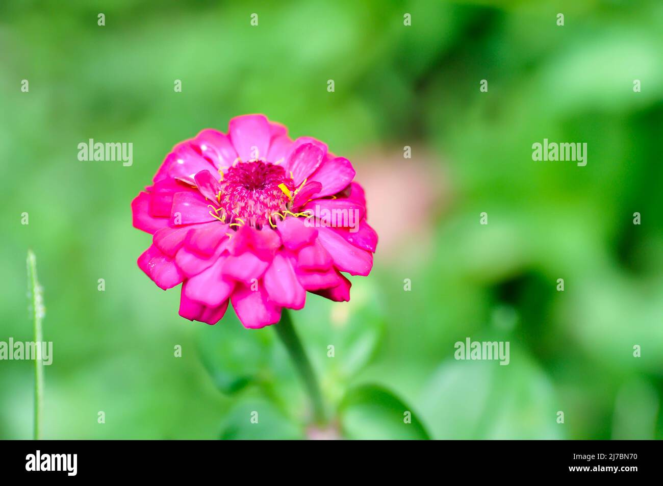 Zinnia violacea Cav, Z violacea or Plantae, Asteraceae or Magnoliopsida or Zinnia violacea flower Stock Photo
