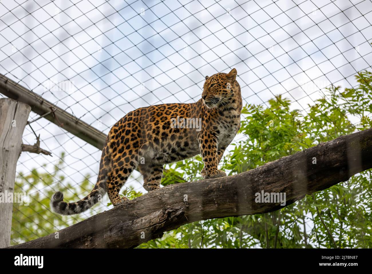 Chinese leopard standing and looking on a big tree trunk, on a green leaves background in the Karlsruhe Zoo in Germany. Her name is Táohuà - Born on t Stock Photo