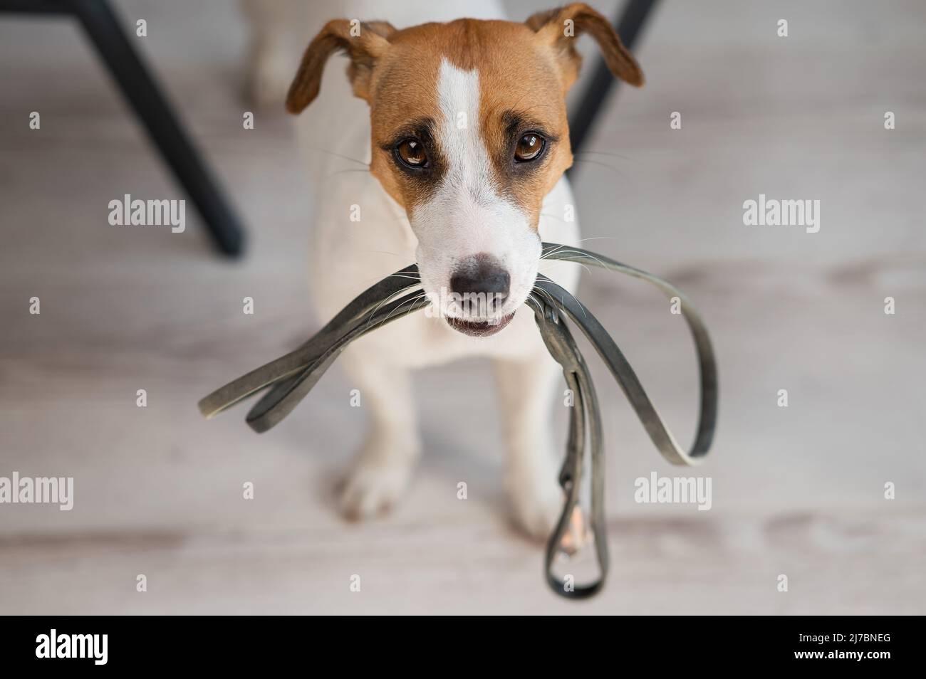 Jack Russell Terrier dog sits under the table with a leash in his teeth