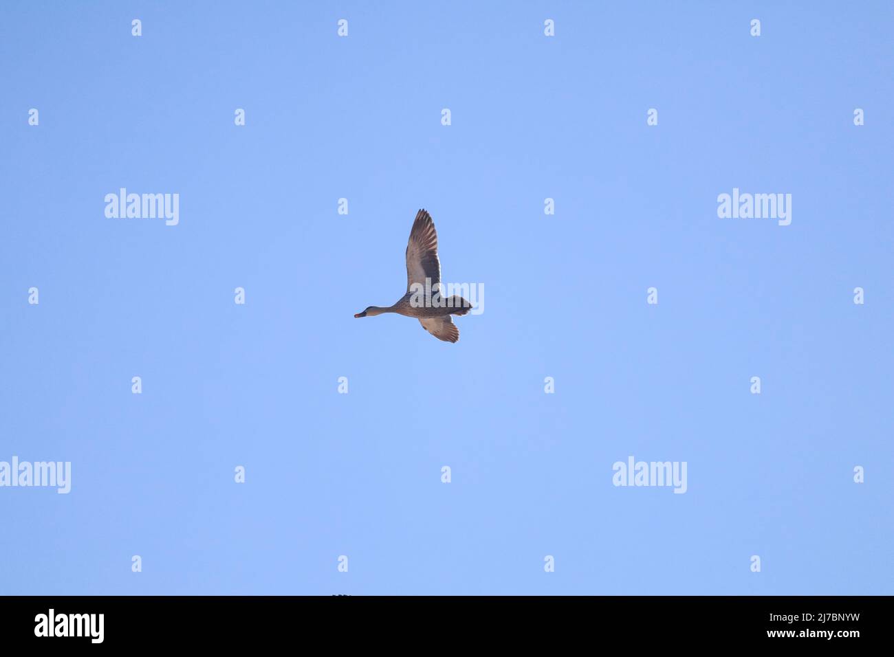 Indian spot-billed duck flying Stock Photo