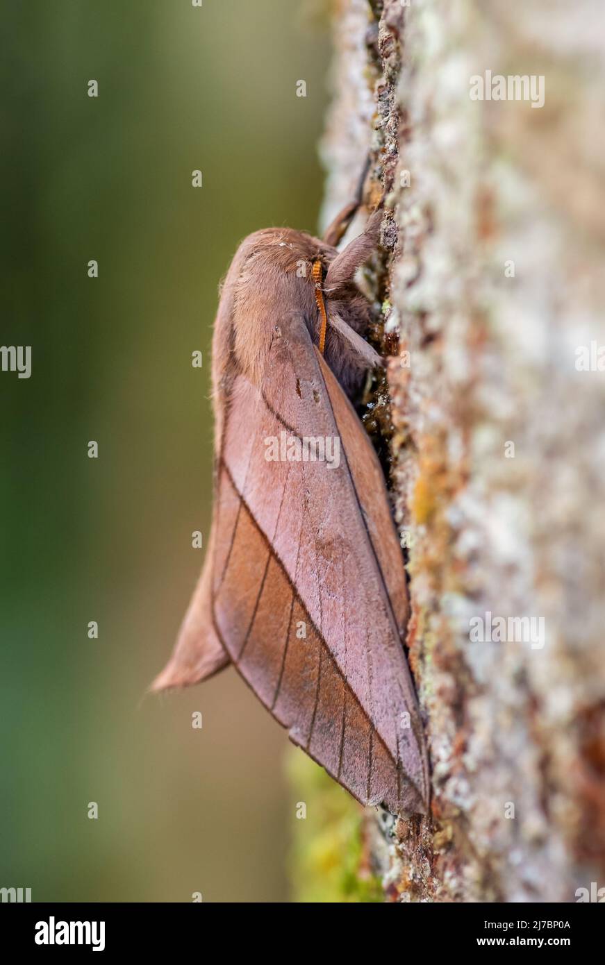 emperor moth – Oiticella sp. – beautiful large moth from South American forests and woodlands, Ecuador. Stock Photo