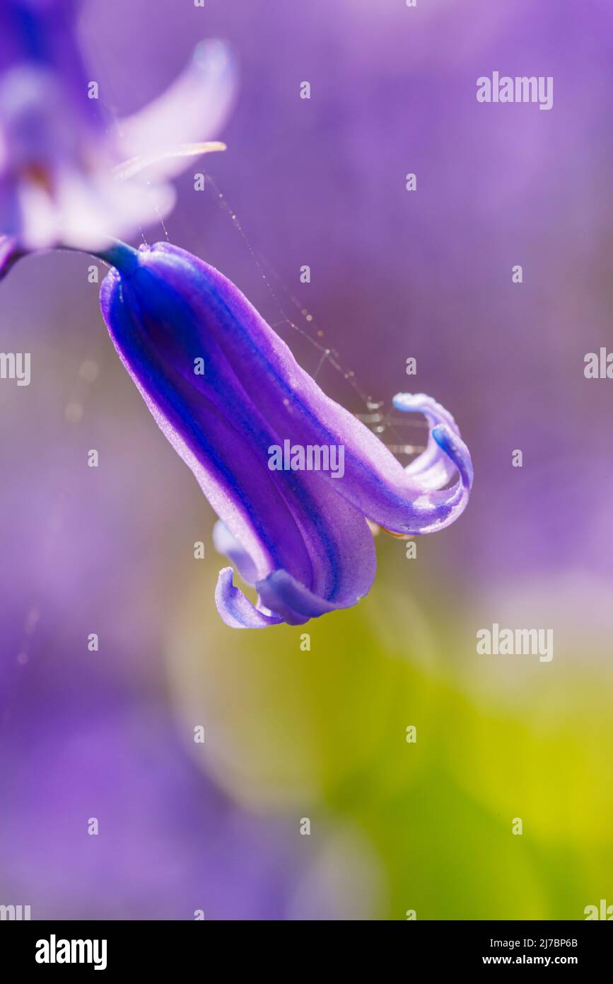 Blue bells Goblin Combe Stock Photo Alamy