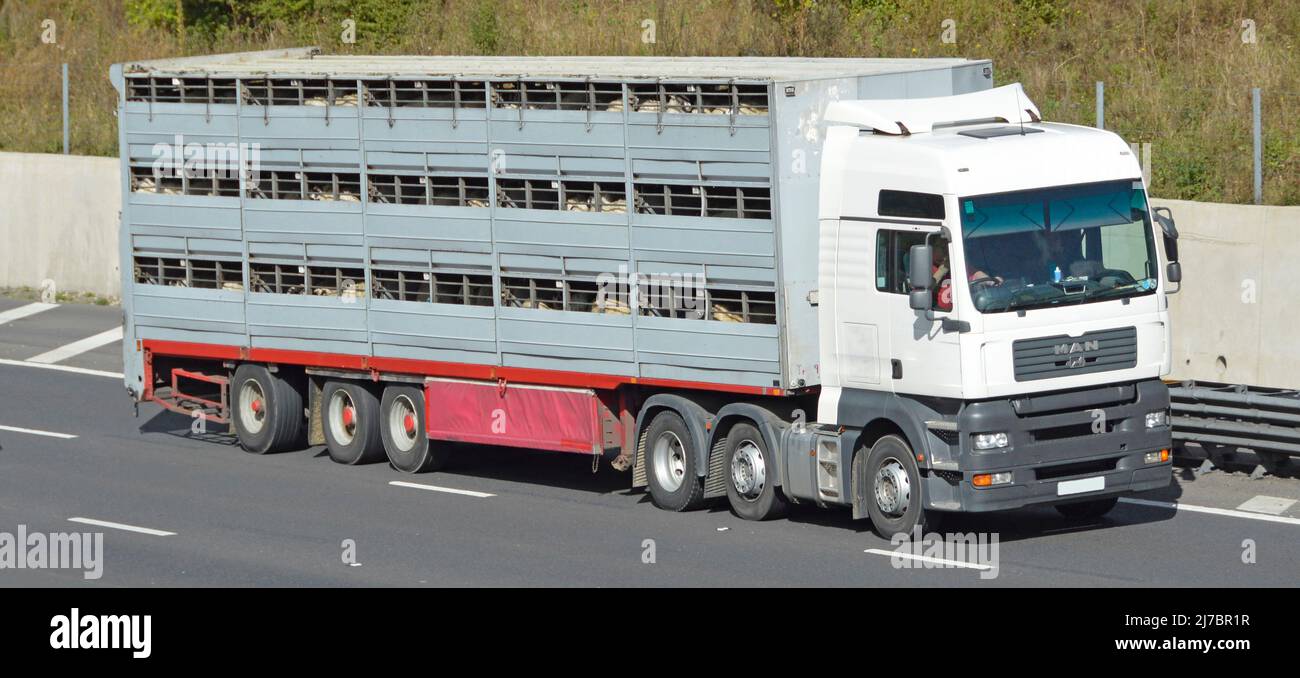 Driver in front & side view white MAN lorry truck towing ventilated articulated trailer animal cattle transport livestock onboard driving UK motorway Stock Photo