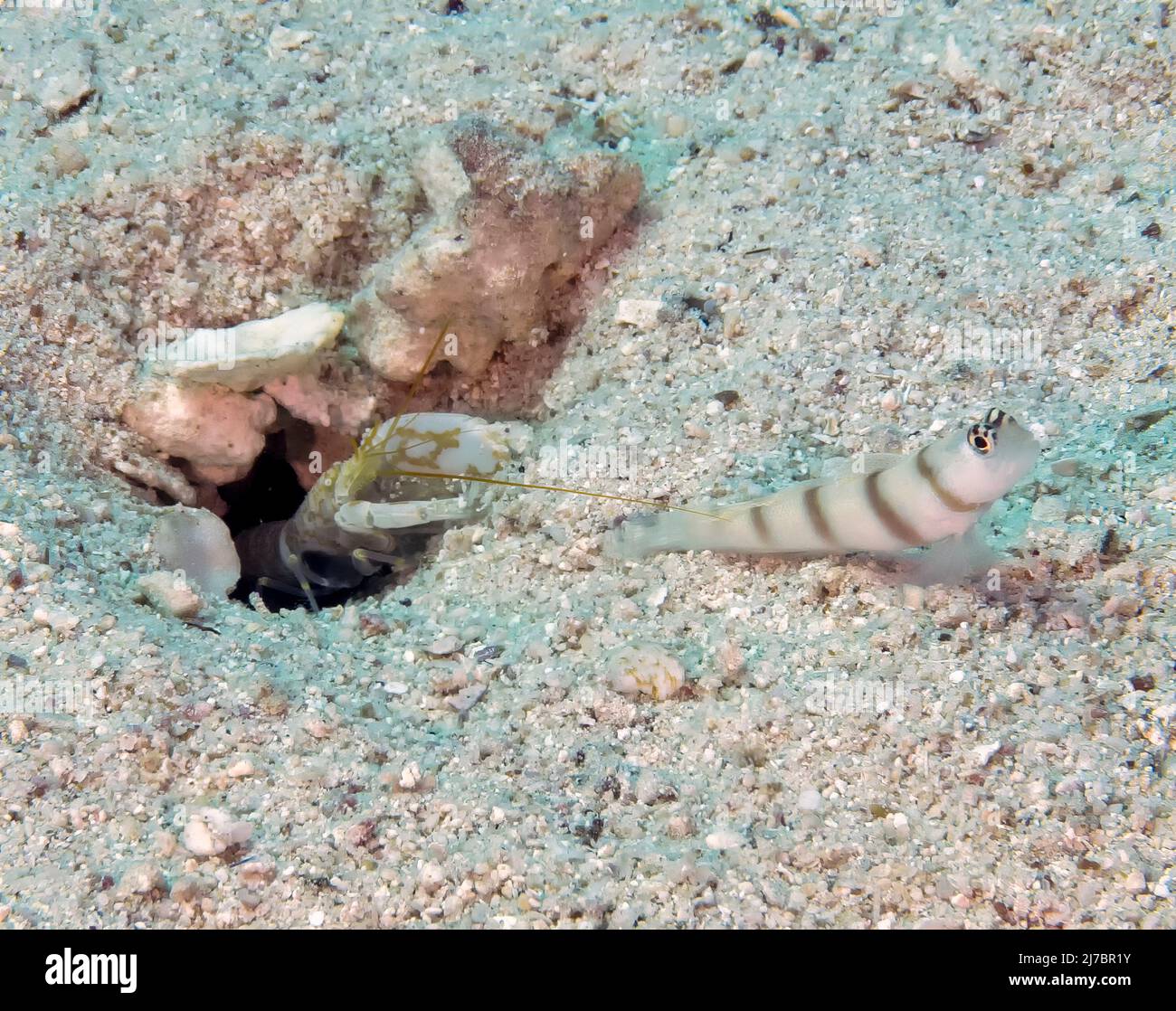 A partner goby and shrimp in the Red Sea, Egypt Stock Photo