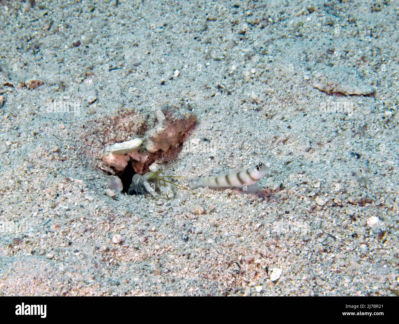 A partner goby and shrimp in the Red Sea, Egypt Stock Photo