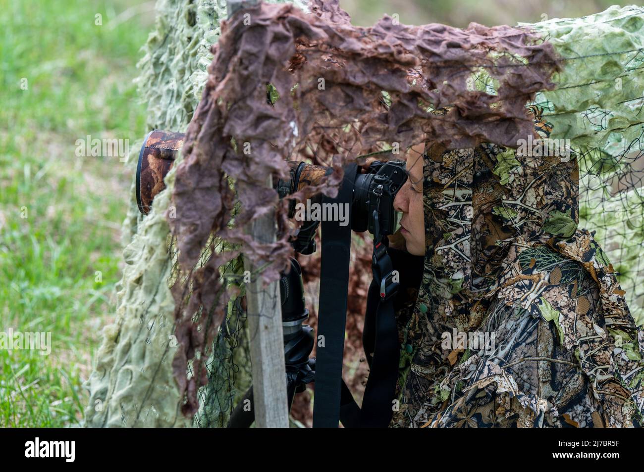A female nature photographer waiting hidden for an animal Stock Photo ...