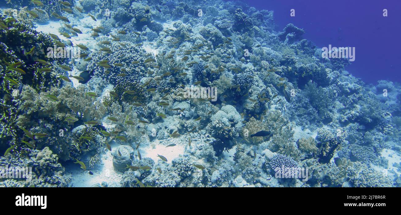 Coral reefs in the Red Sea, Egypt Stock Photo - Alamy
