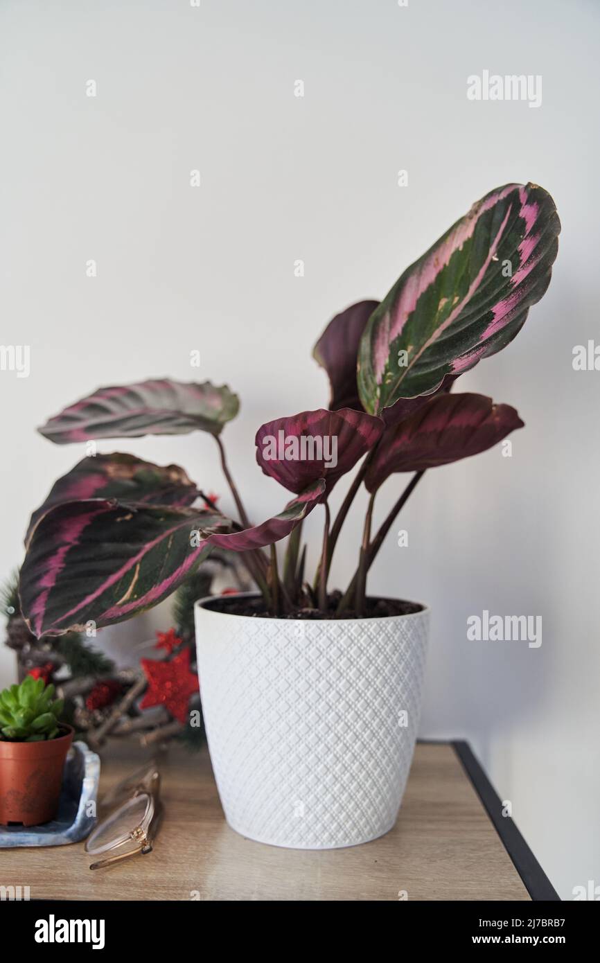 Calathea plant in a white pot on a shelf Stock Photo
