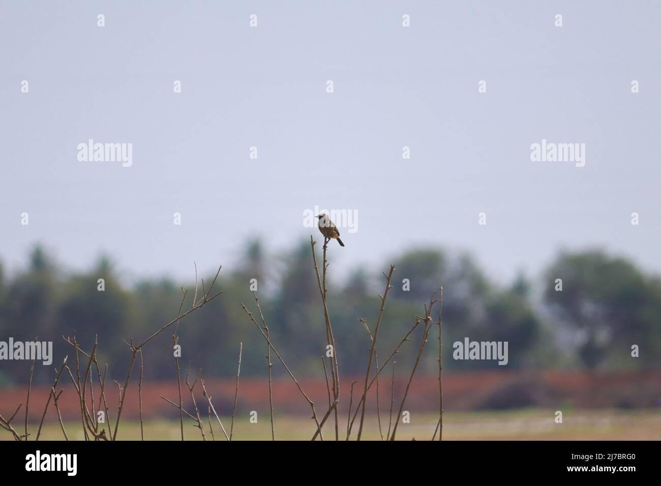 Pied bush chat hopping on the dry plant stem Stock Photo