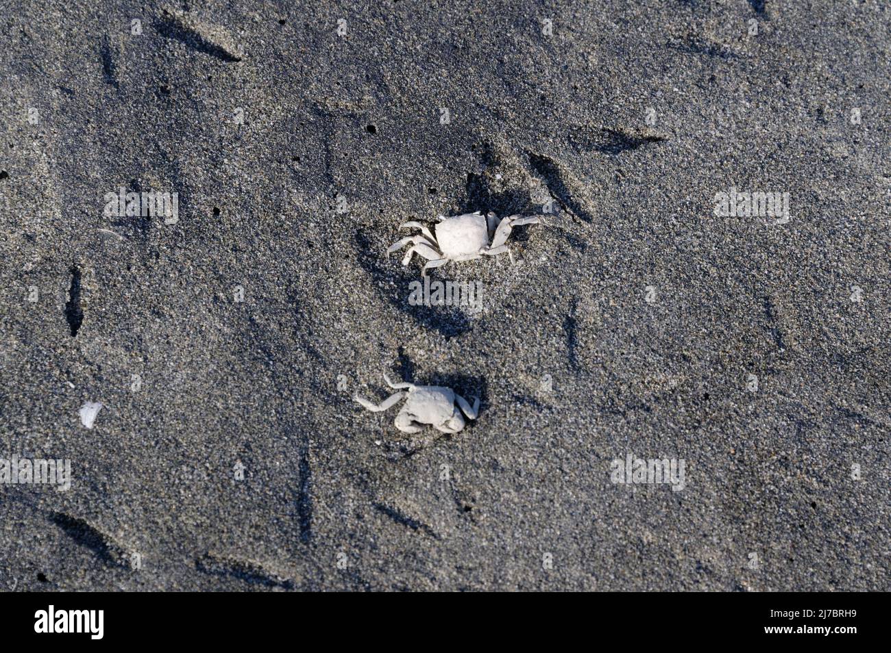 Two dead crabs sit on the sand, they have been bleached white by the sun Stock Photo