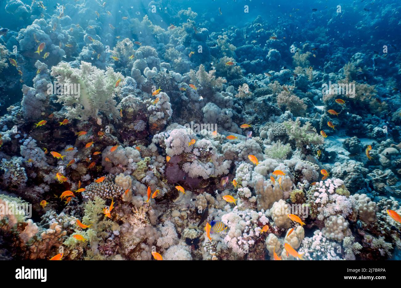 Coral reefs in the Red Sea, Egypt Stock Photo - Alamy