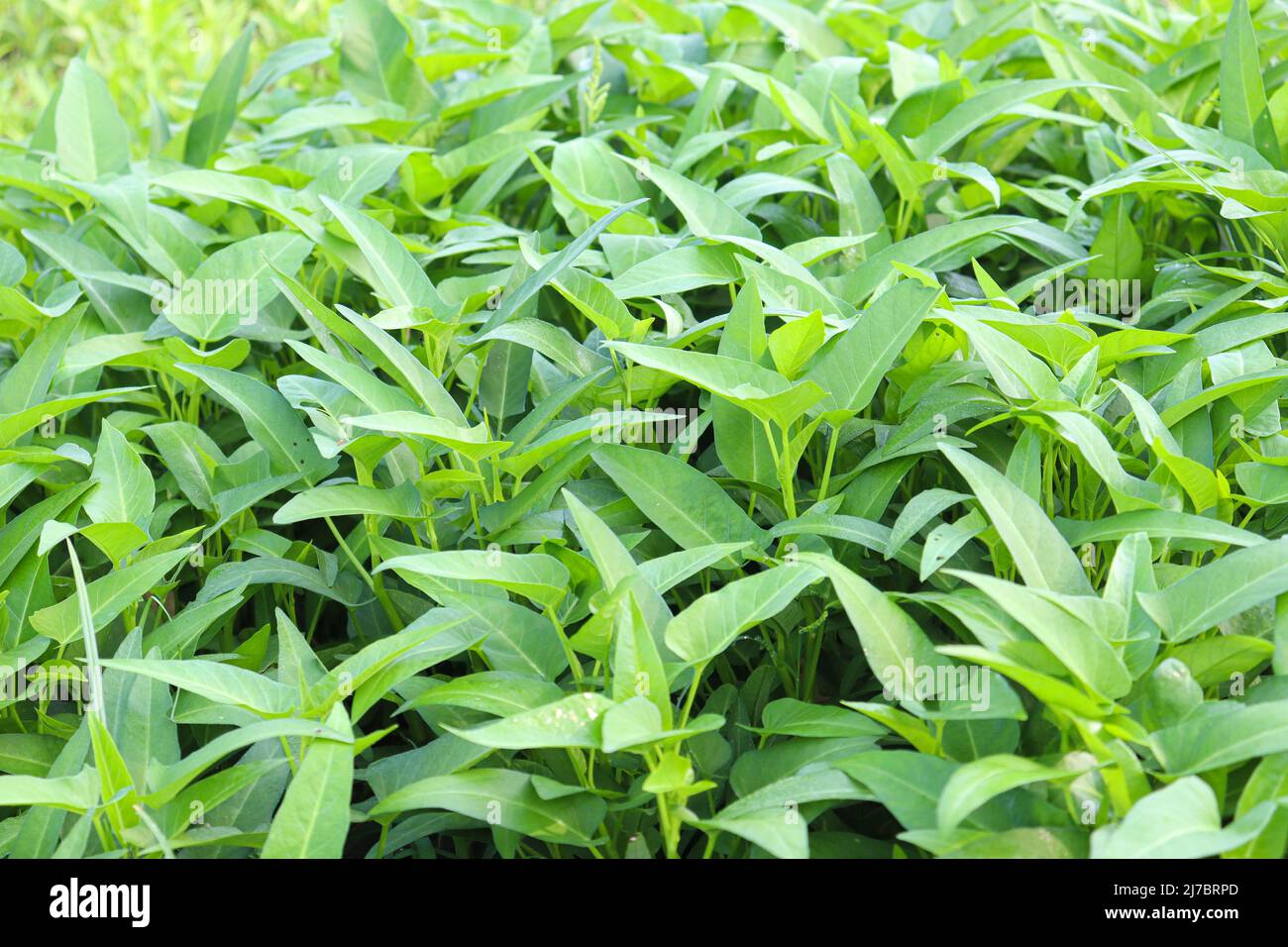green color water amaranth farm for harvest and sell Stock Photo Alamy