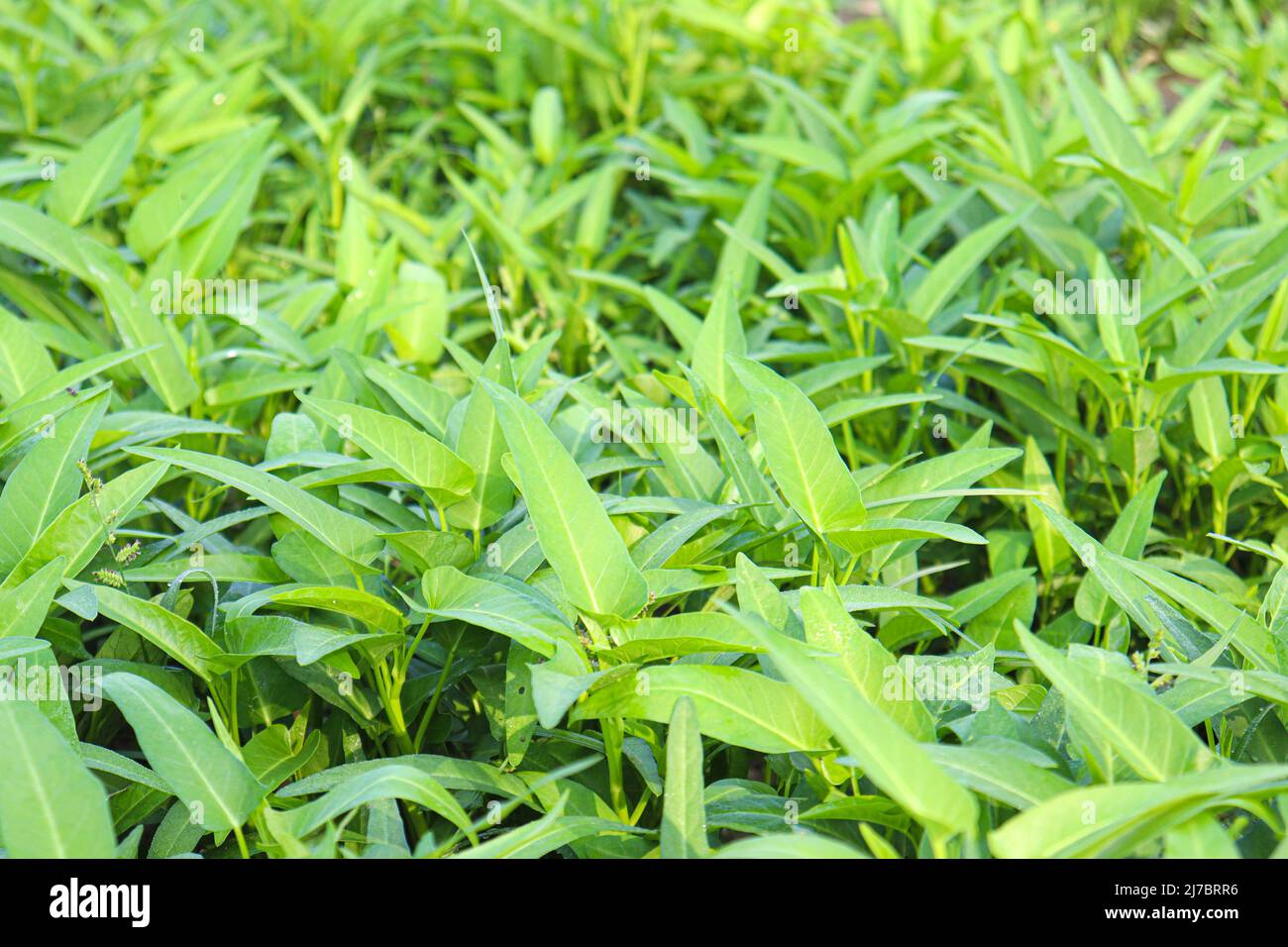 green color water amaranth farm for harvest and sell Stock Photo Alamy