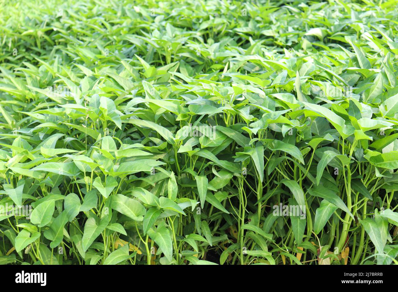 green color water amaranth farm for harvest and sell Stock Photo Alamy