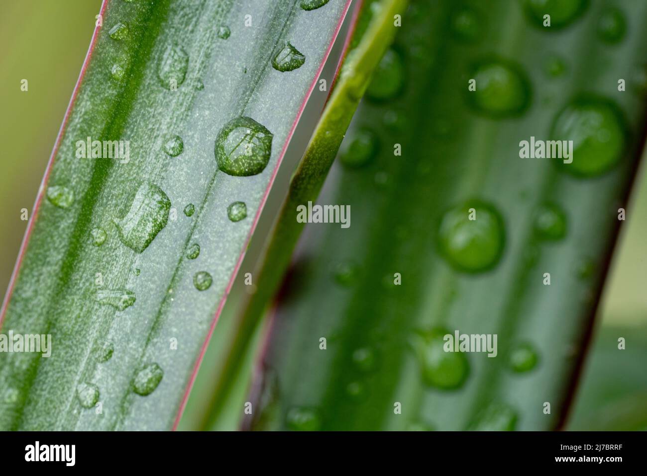 After the rain: Close-up of rain drops on palm leaves Stock Photo