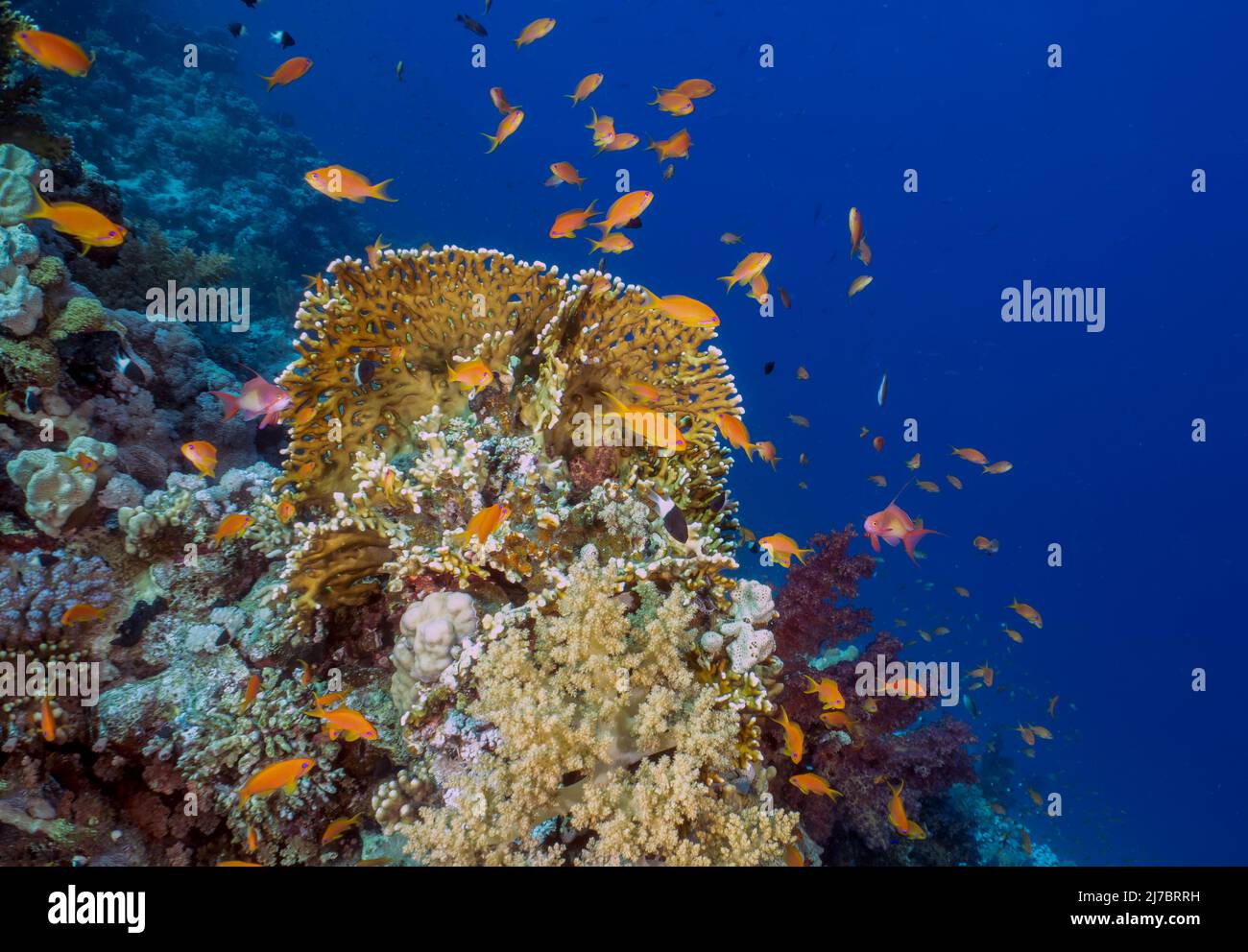 Coral reefs in the Red Sea, Egypt Stock Photo - Alamy