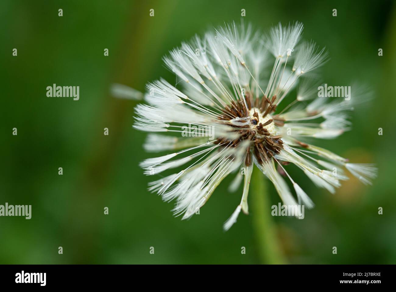 After the rain: Wet blowball Stock Photo