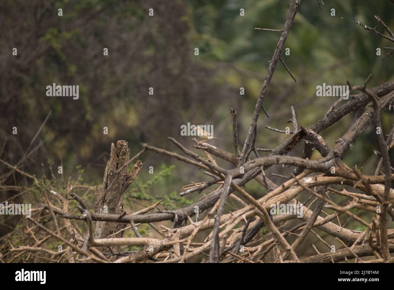 Paddyfield pipit sitting in the broken tree branch Stock Photo