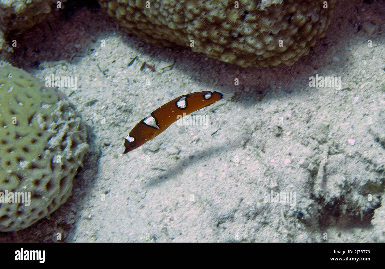 A juvenile African Sand Wrasse (Coris cuvieri) in the Red Sea, Egypt Stock Photo