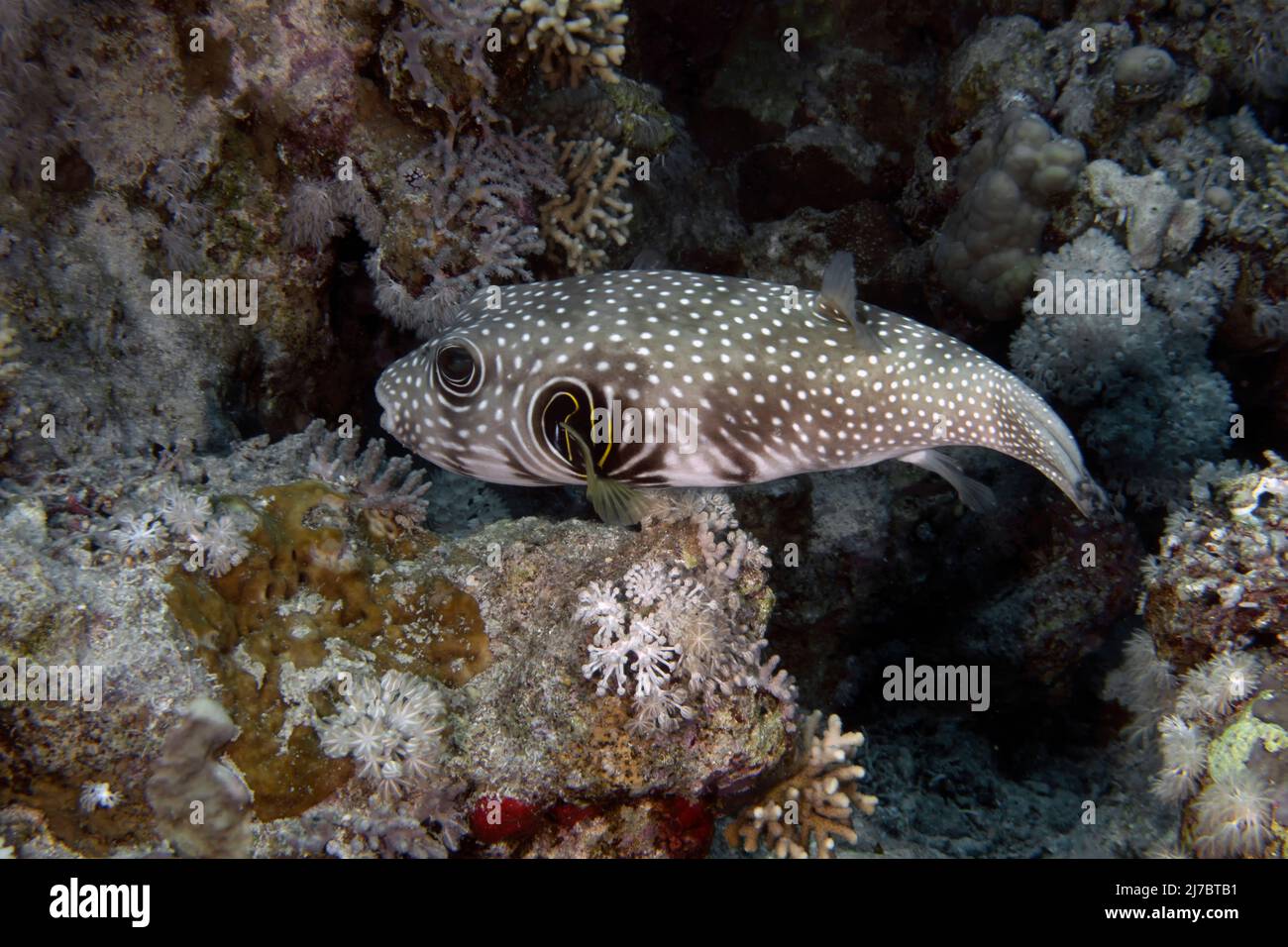 White-spotted Puffer (Arothron hispidus) in the Red Sea, Egypt Stock Photo
