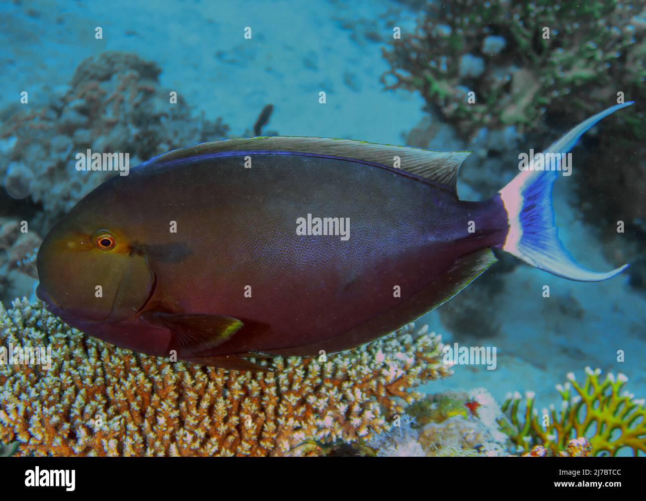 A Black Surgeonfish (Acanthurus gahhm) in the Red Sea, Egypt Stock Photo